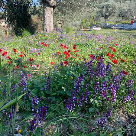 Olive Hill Private House Σπίτι διακοπών *